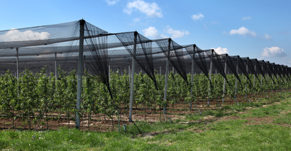 Greenhouse