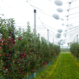Orchard Protection