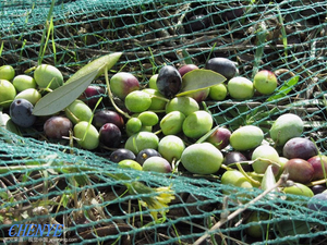 Olive Net